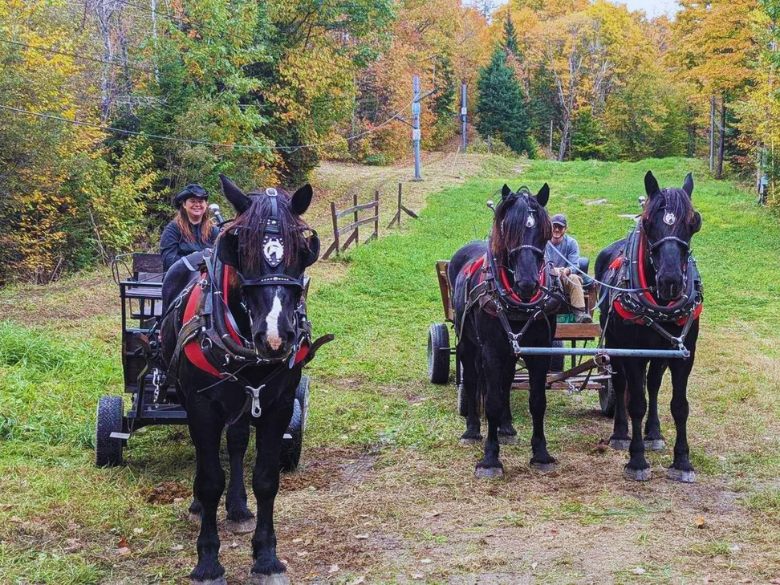 Forfait familial - Tour de Sleigh à cheval à Saint-Narcisse