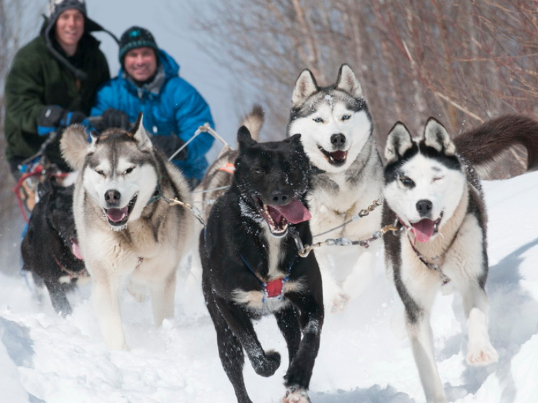 Forfait 1h de traîneau à chiens pour 1 personne